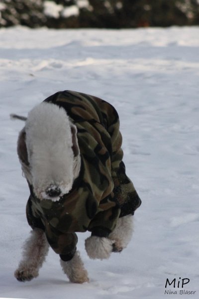 2010-12-03 Svet Snow (3).jpg